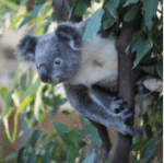 Syd_Koala